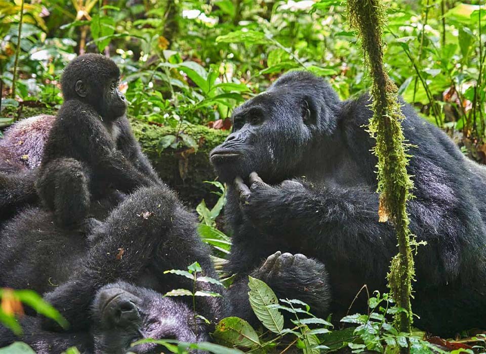 Eco-Tourism Activities in Uganda