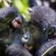 Is Gorilla Habituation Ethical?