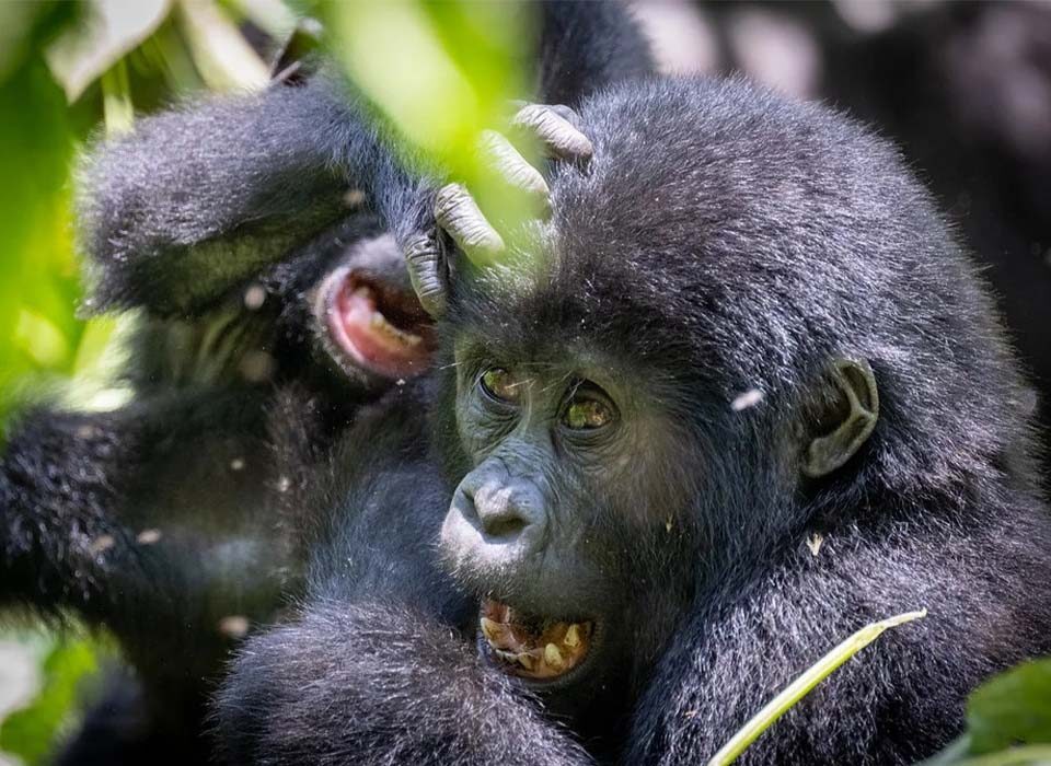 Is Gorilla Habituation Ethical?