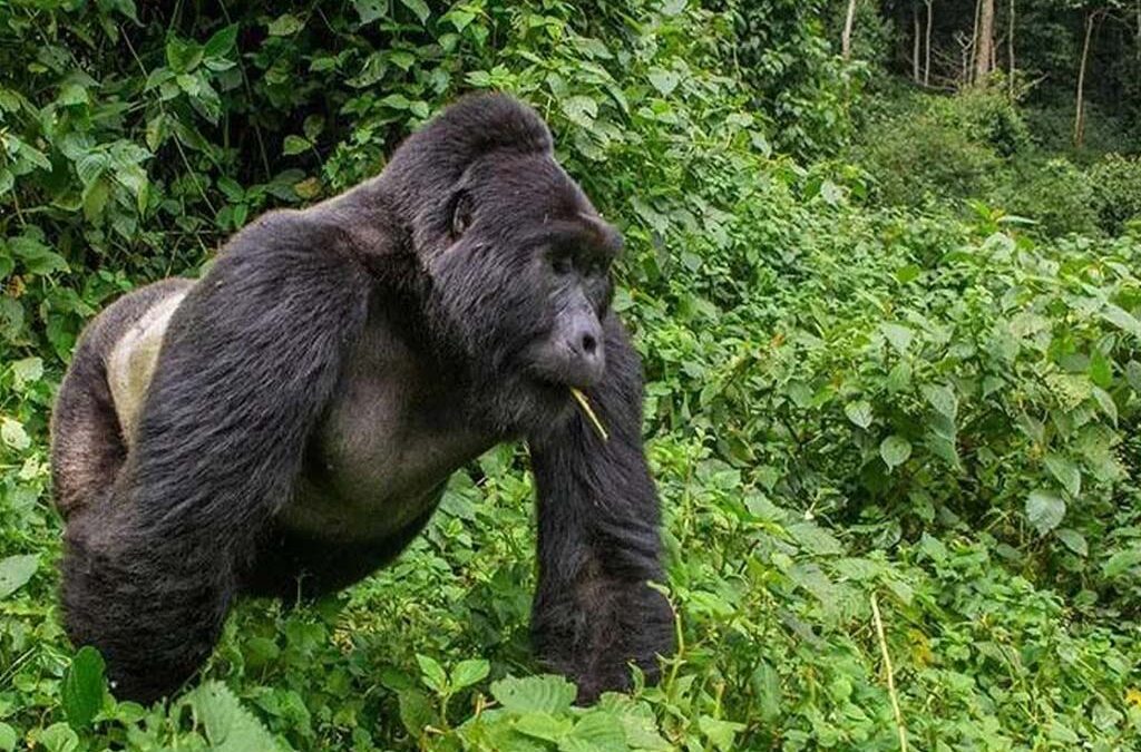Interesting Facts About Gorilla Trekking in Uganda