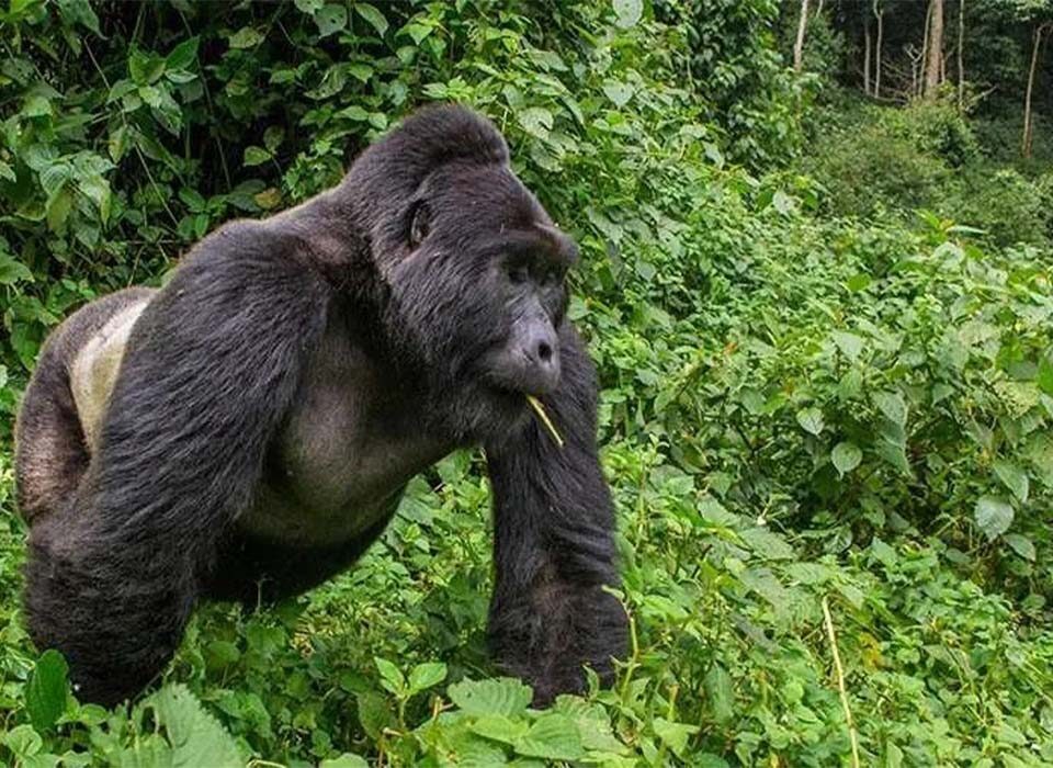 Interesting Facts About Gorilla Trekking in Uganda