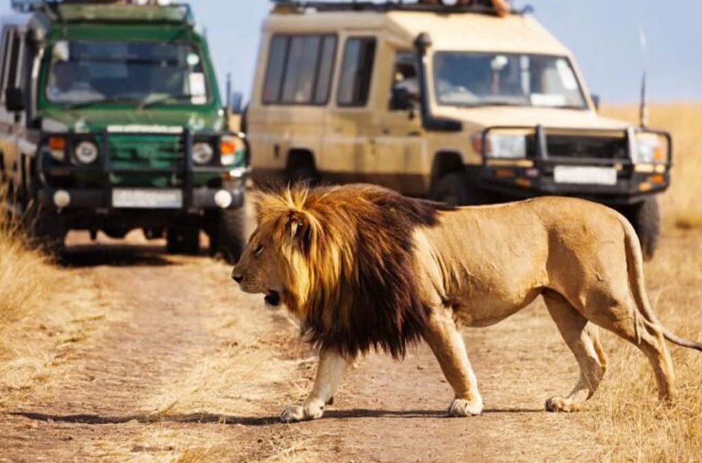 How Long Does a Typical Game Drive Last?