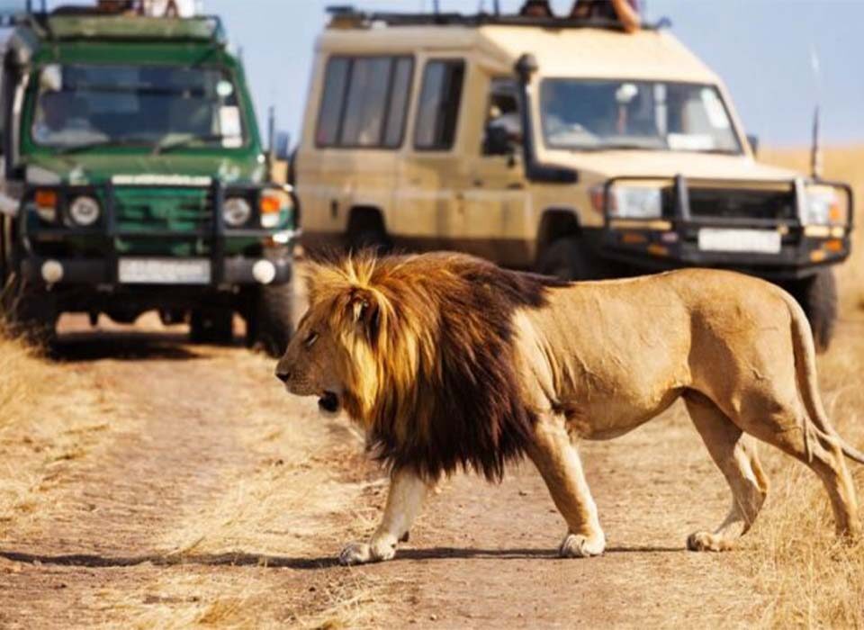 How Long Does a Typical Game Drive Last?