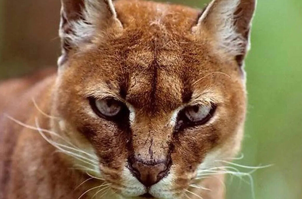 Where to See Big Cats on a Uganda Safari