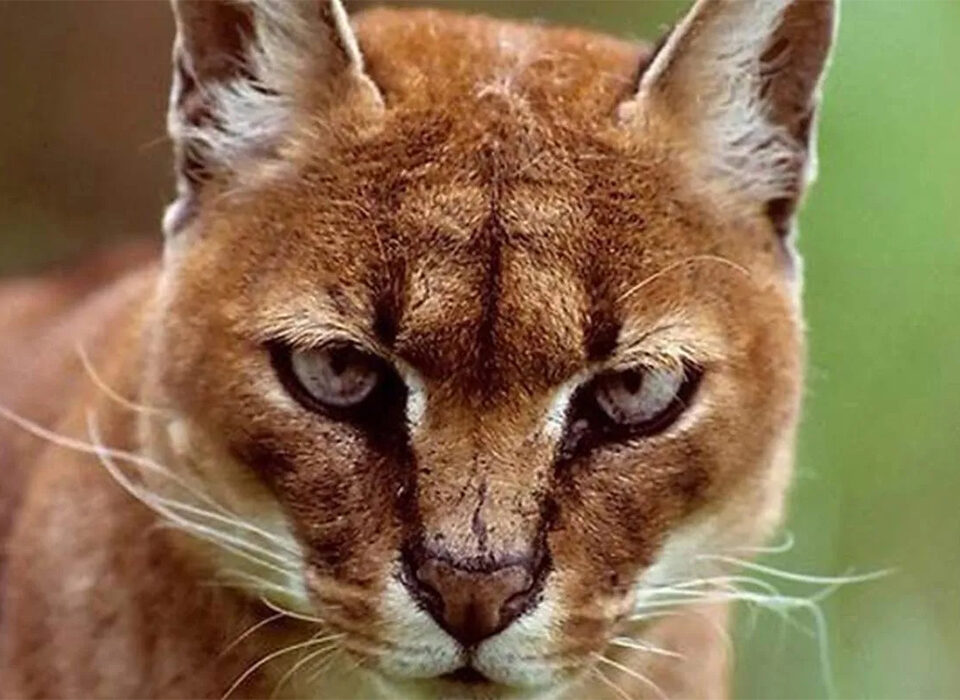 Where to See Big Cats on a Uganda Safari