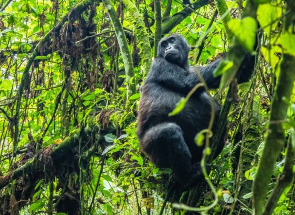 Leading Gorilla Trekking Destinations