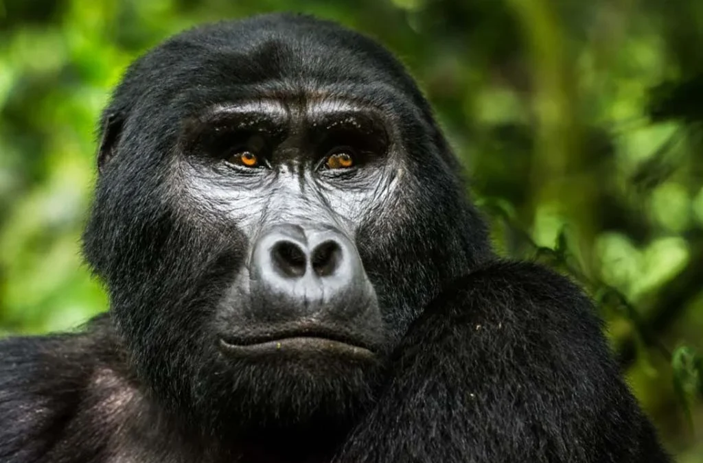 Are You Guaranteed to See Gorillas in Uganda?