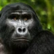 Are You Guaranteed to See Gorillas in Uganda?