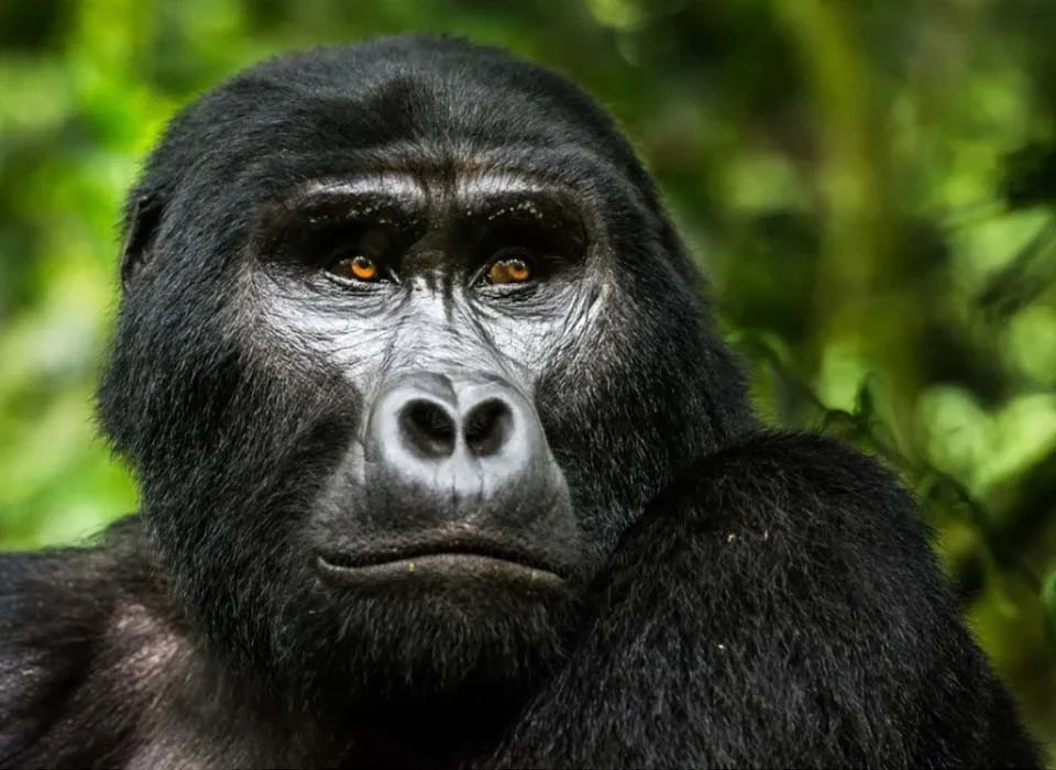 Are You Guaranteed to See Gorillas in Uganda?