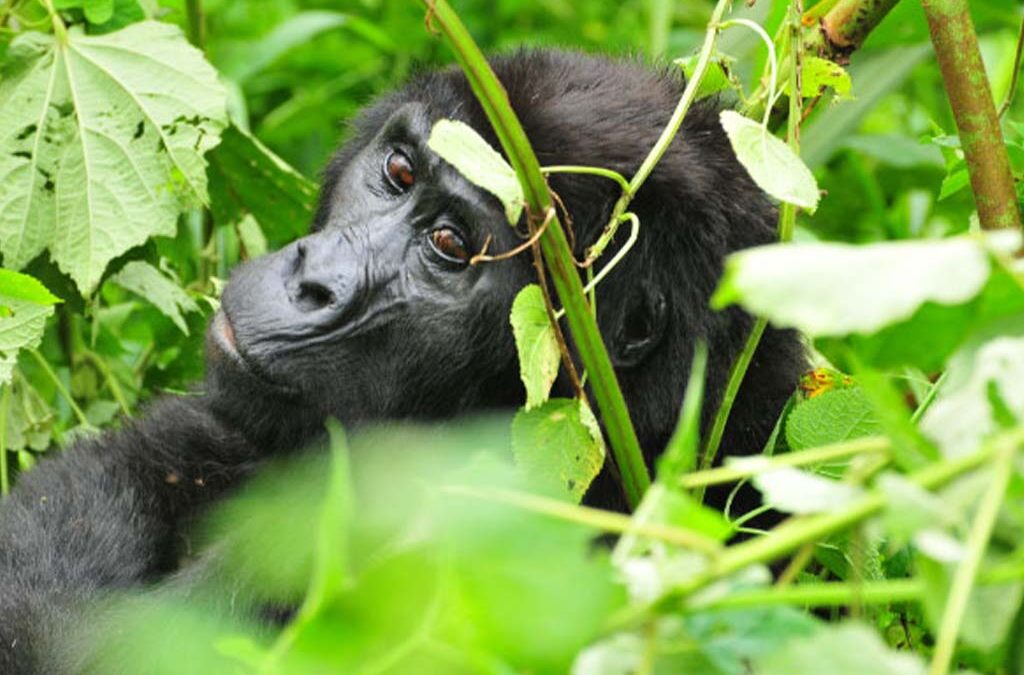 Can Gorilla Habituation Be Done Year-Round?