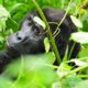 Can Gorilla Habituation Be Done Year-Round?
