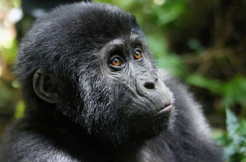 Why Gorilla Trekking in the Low Season Often Beats Peak Travel