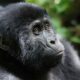 Why Gorilla Trekking in the Low Season Often Beats Peak Travel