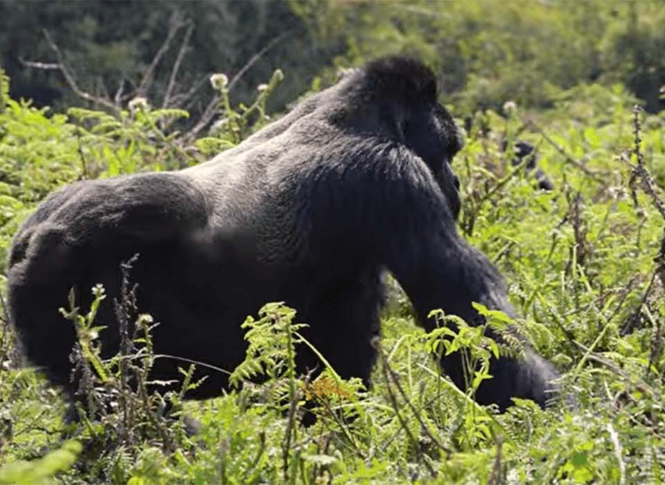 How Much Is a Permit to See Gorillas in Rwanda?