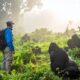 Gorilla Trekking in Bwindi During the Rainy Season
