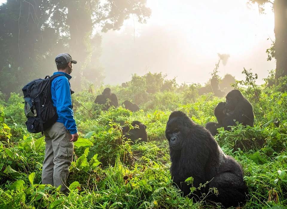 Gorilla Trekking in Bwindi During the Rainy Season