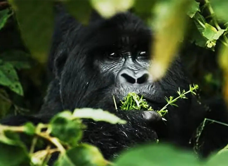 What Are the Chances of Seeing Mountain Gorillas in Rwanda?