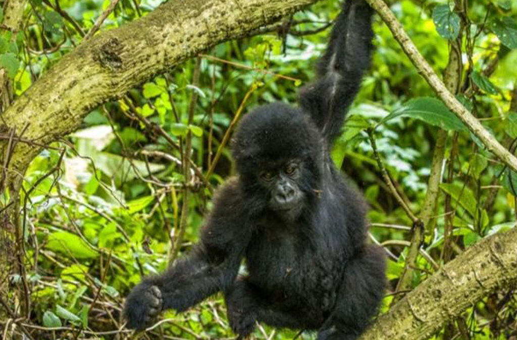 What Is Special About Gorilla Trekking in Rwanda?