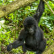 What Is Special About Gorilla Trekking in Rwanda?