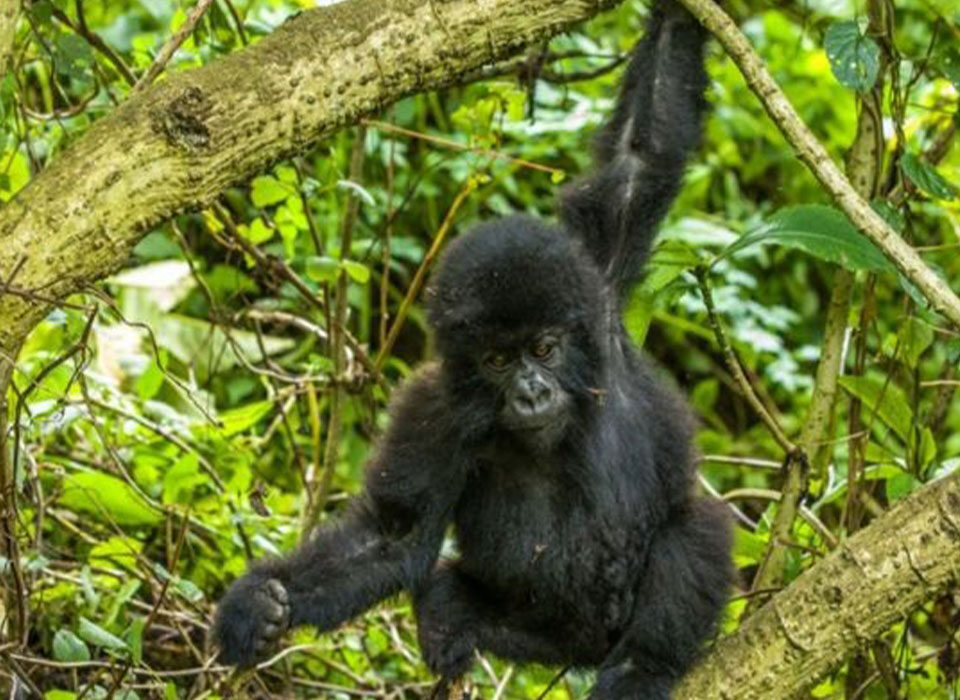 What Is Special About Gorilla Trekking in Rwanda?