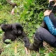 Can You Wear Black for Gorilla Trekking?
