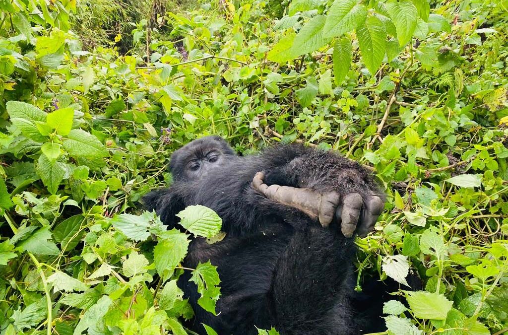 What Is Included in a One-Day Gorilla Safari?