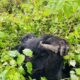 What Is Included in a One-Day Gorilla Safari?
