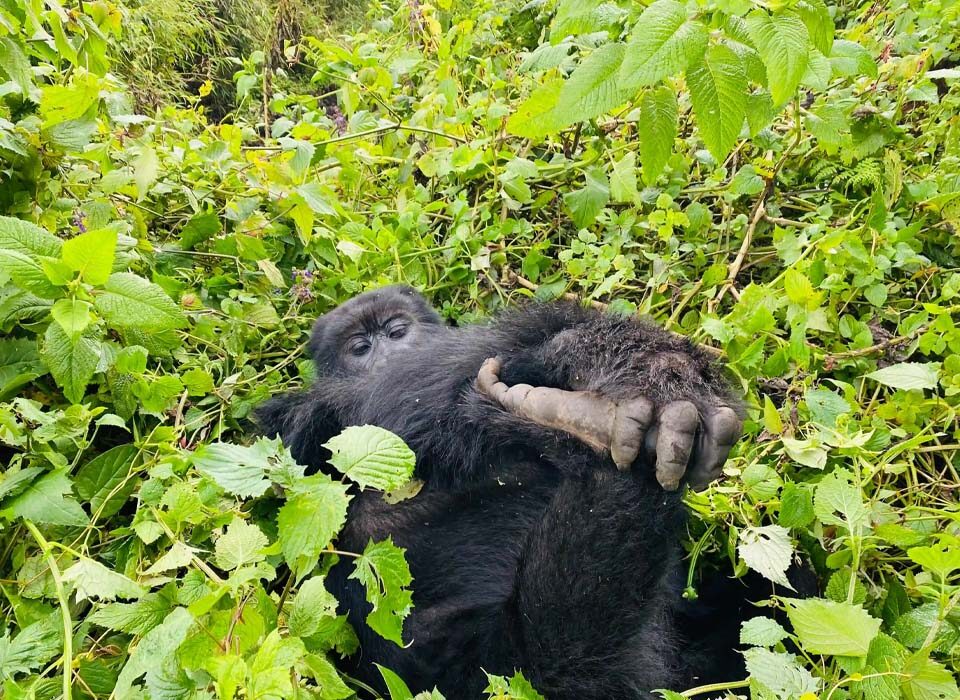 What Is Included in a One-Day Gorilla Safari?