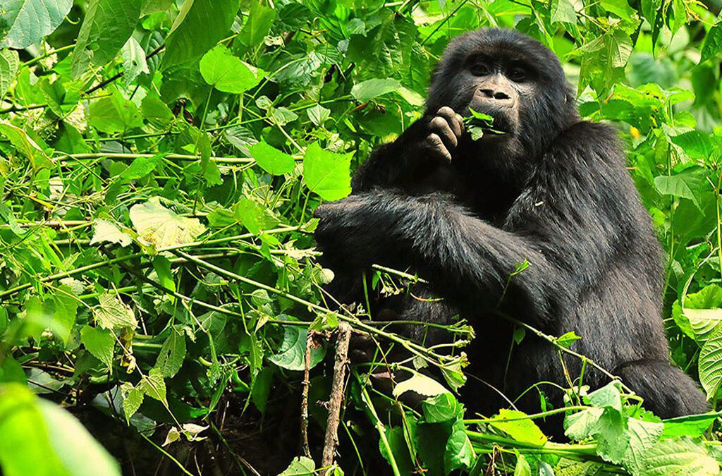 Gorilla Trekking Day Trips in Uganda