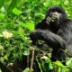 Gorilla Trekking Day Trips in Uganda