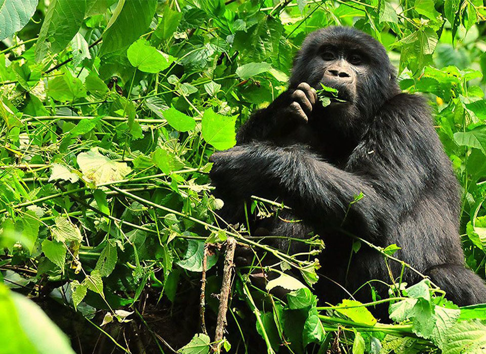 Gorilla Trekking Day Trips in Uganda