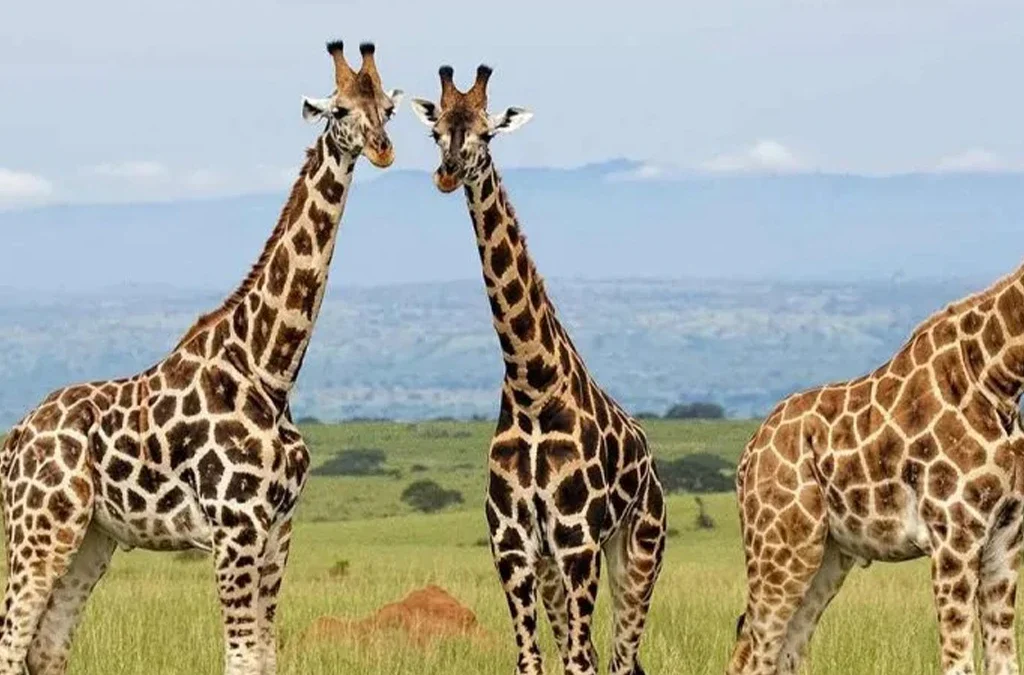 Where to See Giraffes on a Game Drive in Uganda