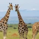 Where to See Giraffes on a Game Drive in Uganda