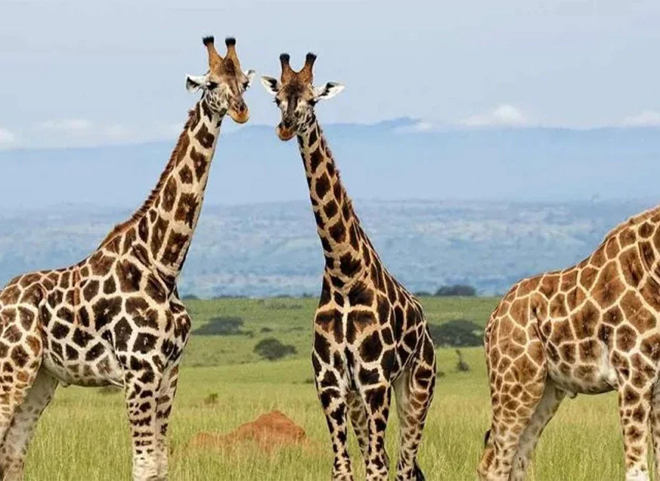 Where to See Giraffes on a Game Drive in Uganda