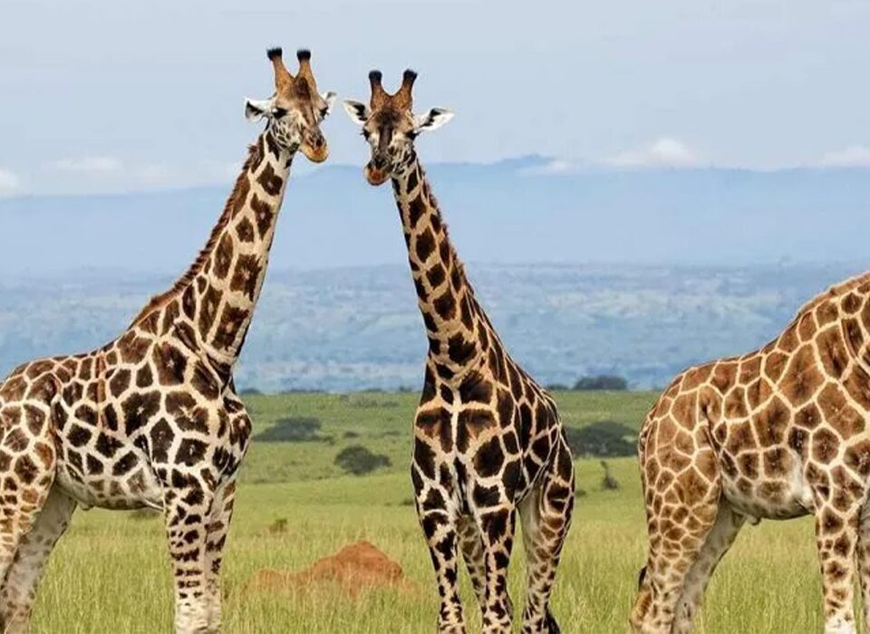Where to See Giraffes on a Game Drive in Uganda