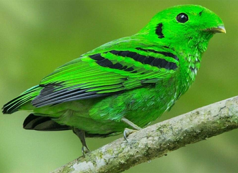 Prime Birding Locations Within Bwindi