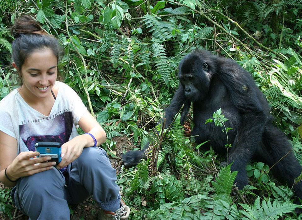 Is January a Good Month for Gorilla Trekking?