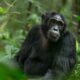 Chimpanzee Trekking in Kalinzu Forest Reserve