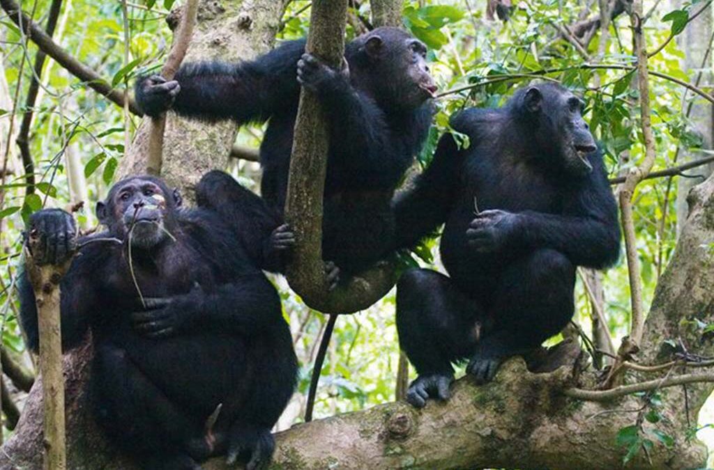 What Makes Kibale National Park Unique