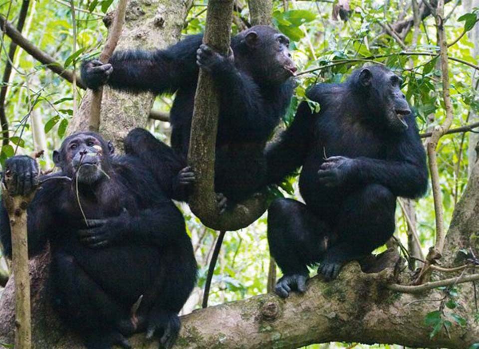 What Makes Kibale National Park Unique