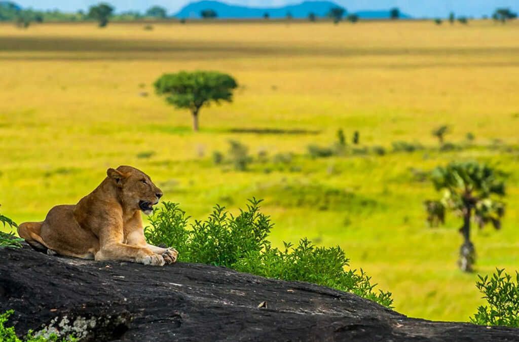 Is Kidepo Valley National Park Suitable for Big Five Safaris?