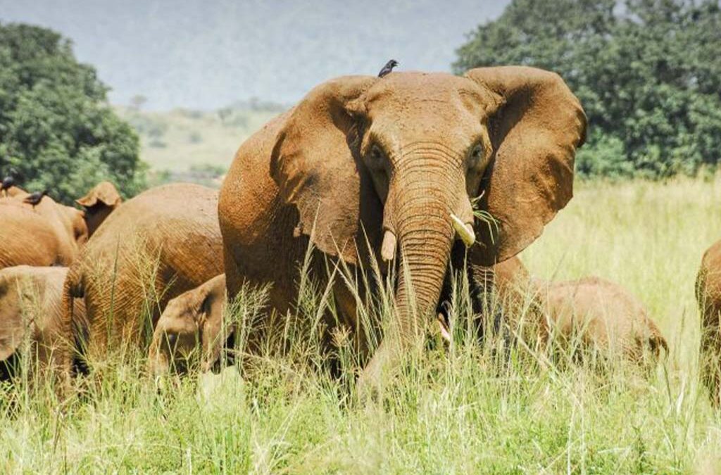 What Makes Kidepo Valley Unique from Other Parks?