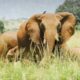What Makes Kidepo Valley Unique from Other Parks?