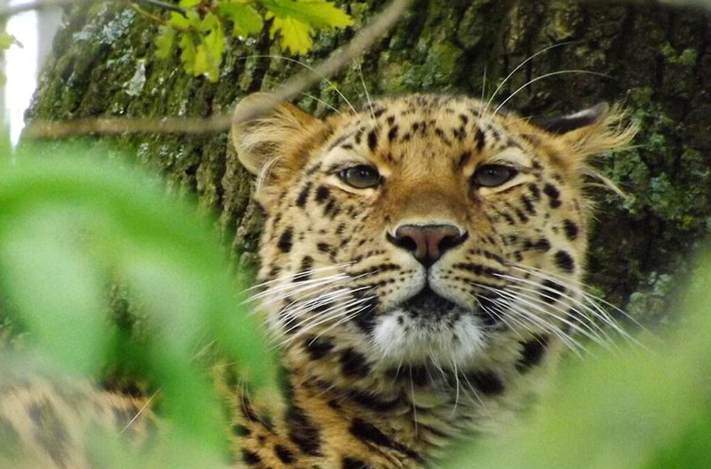 Leopard Filming in Uganda