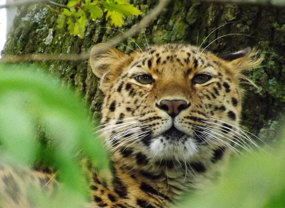 Leopard Filming in Uganda