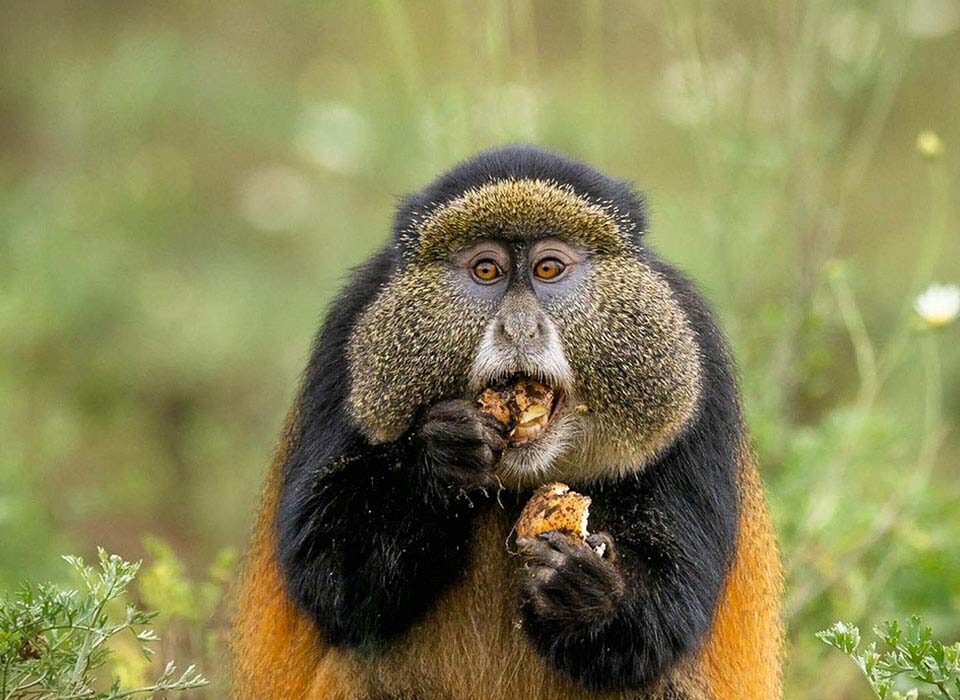 Why Mgahinga Should Be on Your Bucket List