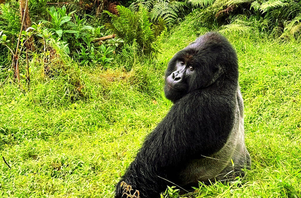 How Gorilla Trekking Differs from Game Drive Safaris
