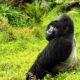 How Gorilla Trekking Differs from Game Drive Safaris