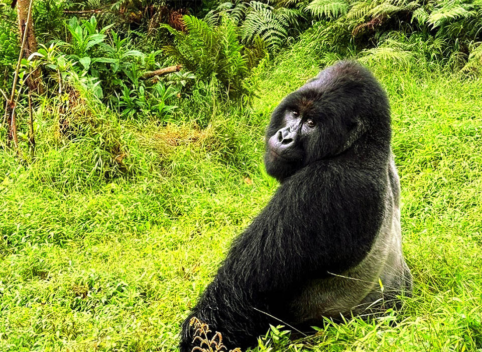 How Gorilla Trekking Differs from Game Drive Safaris
