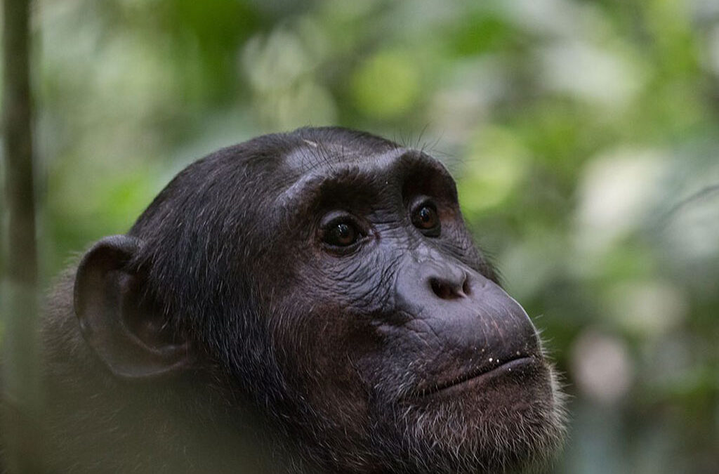 Where to Do Primate Trekking Safaris in Uganda